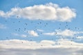 Birds seagulls flying in blue sky with white fluffy clouds Royalty Free Stock Photo