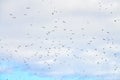 Birds seagulls flying in blue sky with white fluffy clouds