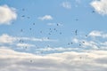 Birds seagulls flying in blue sky with white fluffy clouds