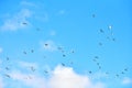 Birds seagulls flying in blue sky with white fluffy clouds