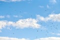 Birds seagulls flying in blue sky with white fluffy clouds