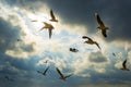 Birds seagulls flying over dark cloudy sky with sunny beams Royalty Free Stock Photo