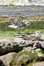 birds seagulls sea two bird