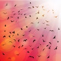 Birds, seagulls silhouette in the rays on pink Royalty Free Stock Photo