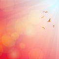 Birds, seagulls silhouette in the rays on pink Royalty Free Stock Photo