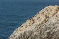 Birds and seagulls sitting a rock Royalty Free Stock Photo