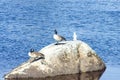 Birds and seagulls on a rock Royalty Free Stock Photo