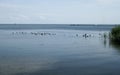 Birds seating on the pier in Curonian spit Royalty Free Stock Photo