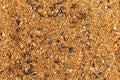 Birds seeds mix closeup view Royalty Free Stock Photo