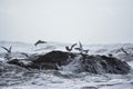 Birds seeking refuge at Ruby Beach