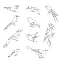 Birds set drawings, continuous line illustration. Different species, linear ink art.