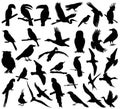 birds set silhouette, on white background, isolated Royalty Free Stock Photo