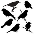 2022 birds, Set of silhouettes of birds silhouettes in black, isolate on a white background Royalty Free Stock Photo