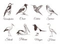 Birds set sketch. Collection of birds.