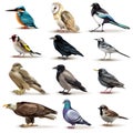 Birds Realistic Fauna Collection Royalty Free Stock Photo