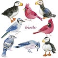 Birds set. Watercolor. Hand painted illustration isolated on white background Royalty Free Stock Photo