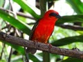 Birds of Seychelles, Fody of Madagascar looking for food Royalty Free Stock Photo