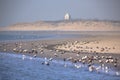Birds on the shore of Rottumerplaat Royalty Free Stock Photo