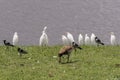 Birds on the shores of Lake