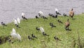 Birds on the shores of Lake Royalty Free Stock Photo