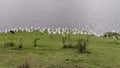 Birds on the shores of Lake