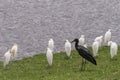 Birds on the shores of Lake