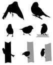 Birds Silhouette