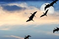 Birds Silhouette Royalty Free Stock Photo