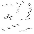 birds silhouette sets, black and white vector illustration