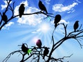 Birds silhouette sitting on a branch sky sun and c Royalty Free Stock Photo