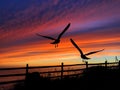 Birds Silhouette Sunset Royalty Free Stock Photo