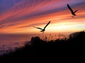 Birds Silhouette Sunset Royalty Free Stock Photo