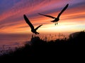 Birds Silhouette Sunset Royalty Free Stock Photo