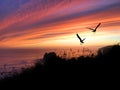 Birds Silhouette Sunset Royalty Free Stock Photo