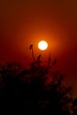 birds silhouette during sunset and red color in sky beauty of nature like painting at keoladeo national park or bharatpur Royalty Free Stock Photo