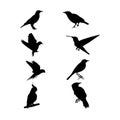 Birds silhouette vector art icon design Royalty Free Stock Photo