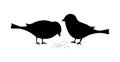Birds silhouette vector,birds eating food Royalty Free Stock Photo