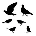 Birds silhouette on white background, vector Royalty Free Stock Photo