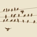 Birds silhouette on wires