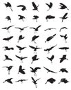 Birds silhouettes Royalty Free Stock Photo