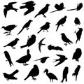 Birds silhouettes Royalty Free Stock Photo