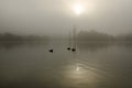 Birds silhouettes on a calm lake in misty light in morning