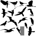 Birds silhouettes collection ornitology Royalty Free Stock Photo