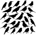 Birds silhouette collection Royalty Free Stock Photo