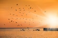 Birds silhouettes flying above the lake