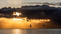 Birds silhouettes flying above the lake in the sunlight at sunrise. Bird flying. Hope concept. Freedom concept.