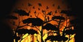 Birds silhouettes flying over wildfire forest escaping from fires in australia animals dying in bushfire natural