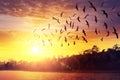 Birds silhouettes flying at sunset sky Royalty Free Stock Photo