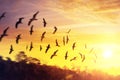 Birds silhouettes flying at sunset sky Royalty Free Stock Photo