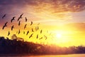 Birds silhouettes flying at sunset sky Royalty Free Stock Photo